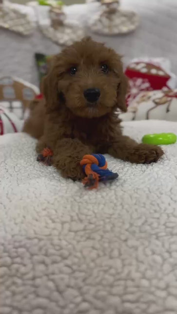 Baxter (Mini-Goldendoodle F1B)