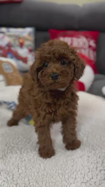 Aiden (Toy Poodle)